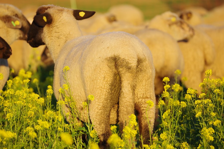 Eine Gruppe Schafe steht auf einem Feld mit Ackersenf. Das Schaf im Vordergrund hat eine verschmutzte Hinterpartie. 